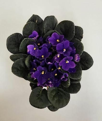 6' Live Purple African Violet Houseplant