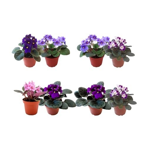 2-Pack of 4” Pots African Violets,...