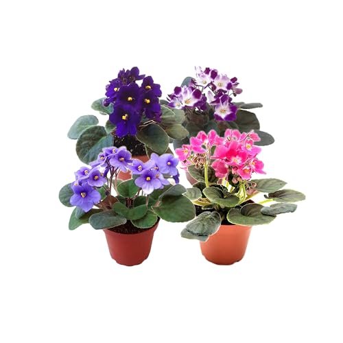 4-Pack of 4” Pots African Violets,...