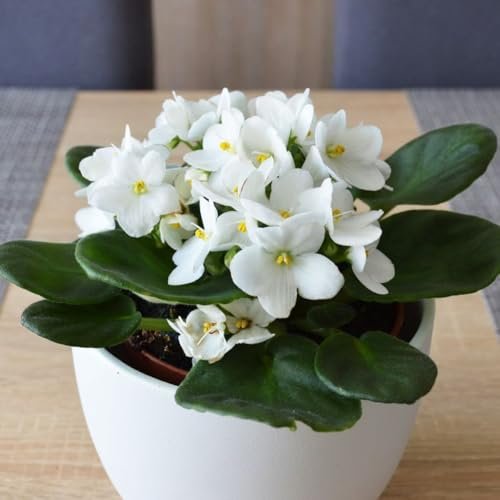 White African Violet Plant, African...