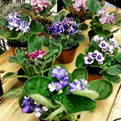 JM BAMBOO Six African Violet Plants-...