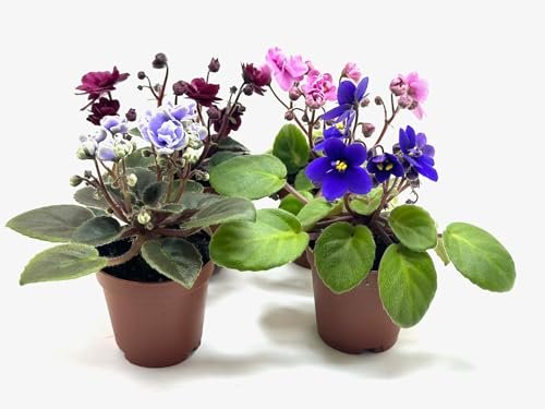 4 -Pack Miniature African Violets Live...