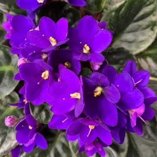 African Violets Live Plants Houseplants,...