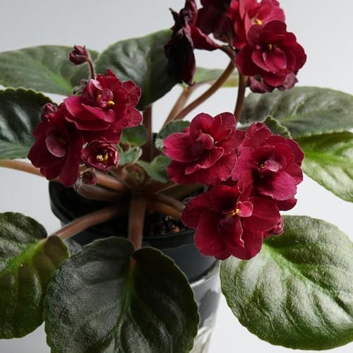 African Violets Live Plant, Dark Red...