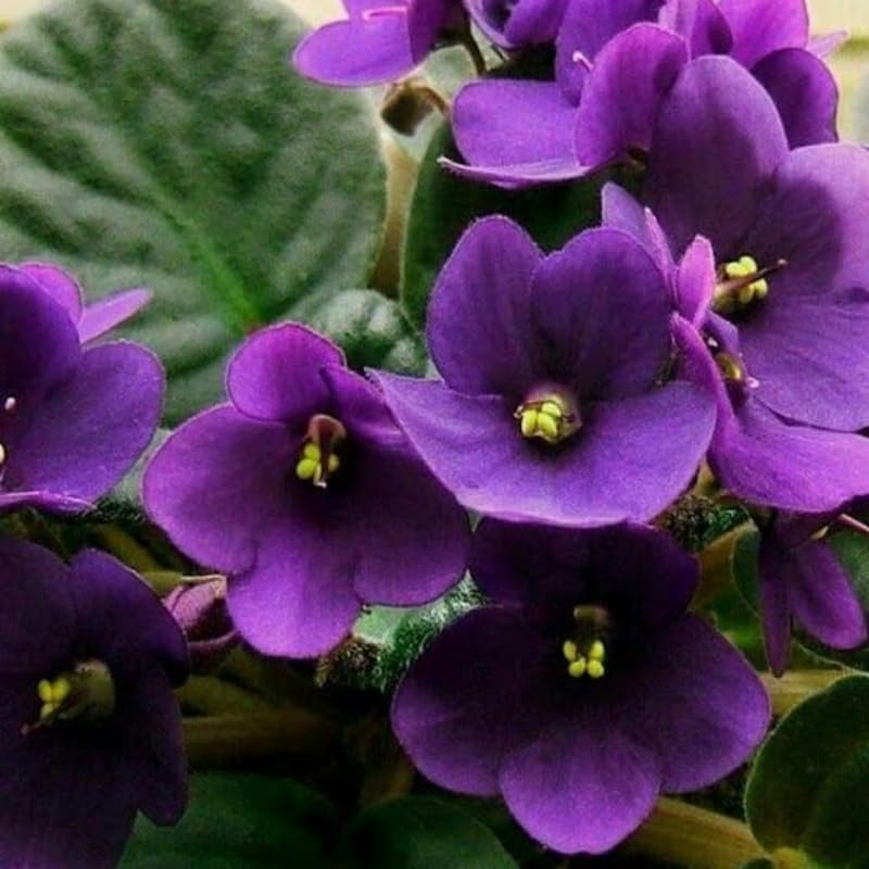 Dark Purple African Violet Live Plant, 4...