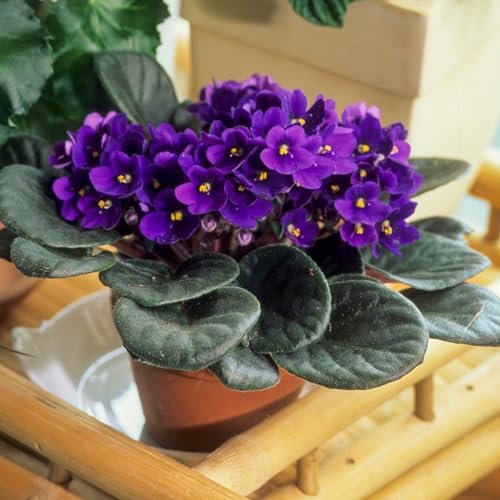 African Violets Live Plant, Purple...