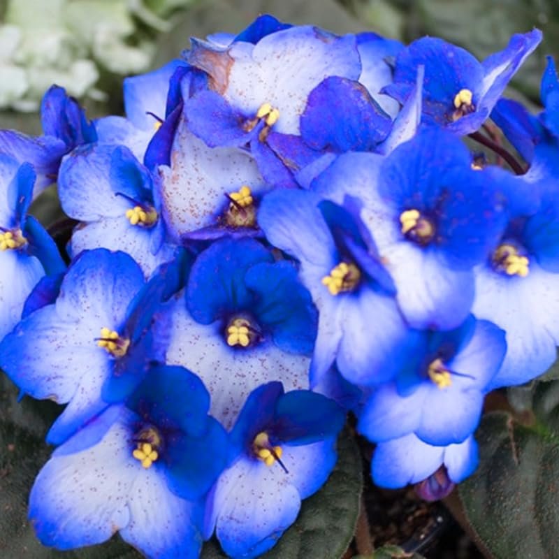 African Violets Live Plants Houseplants...