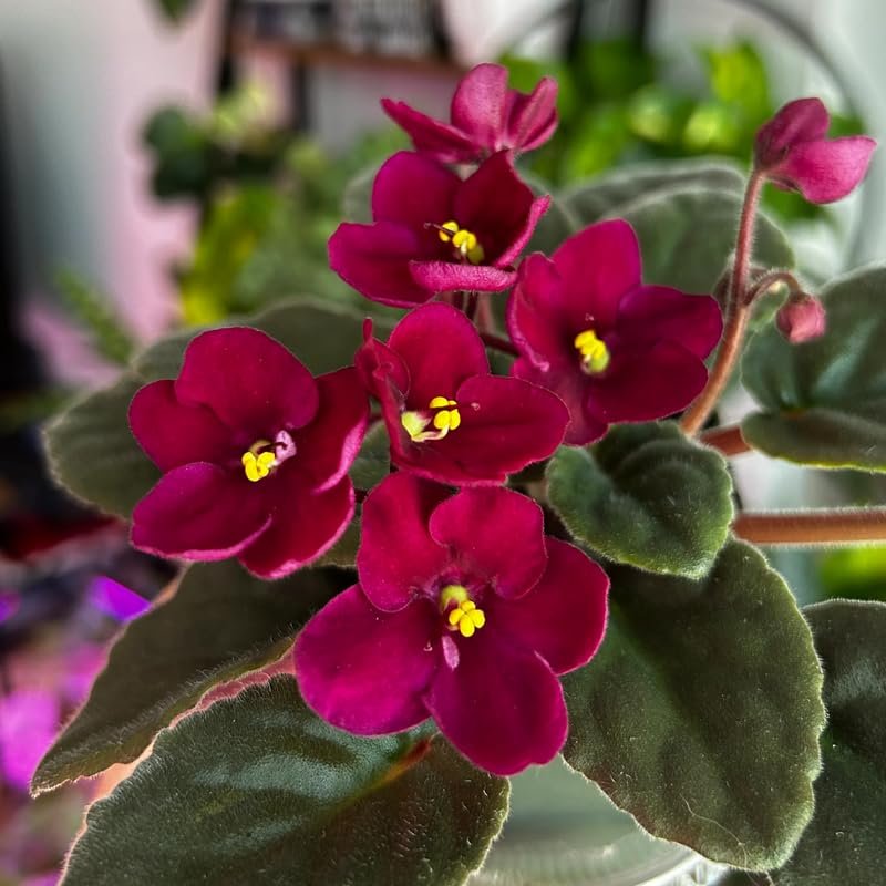 African Violets Live Plants Houseplants,...